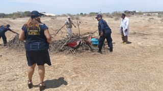 Sullana: Incineran carne de burro y caballo que fue encontrada en camal clandestino