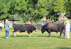 Expo La Joya 2026 en Arequipa: Las peleas de toros reviven la pasión de los asistentes