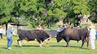 Expo La Joya 2026 en Arequipa: Las peleas de toros reviven la pasión de los asistentes