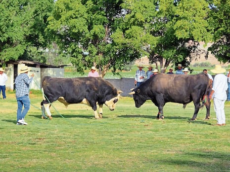 Expo La Joya 2026 en Arequipa: Las peleas de toros reviven la pasión de los asistentes