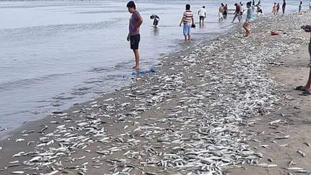 Marea roja mata a miles de peces en playa de Sechura (VIDEO)