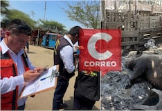 Ica: intervienen chancherías en zona urbana de Parcona por riesgo a la salud pública