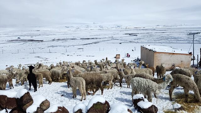 El 60% de camélidos muere por frío en partes altas de Arequipa