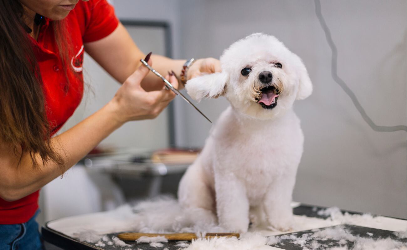 Especialistas dan algunos consejos para pasar este día de la mejor forma junto a estos fieles compañeros.
