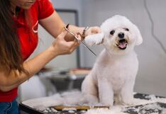 Día de amar a tu mascota: Tips para celebrar a tu perro o gato