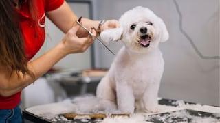 Día de amar a tu mascota: Tips para celebrar a tu perro o gato