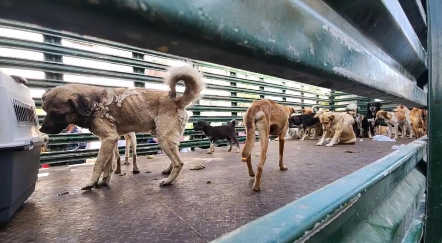 Perros rescatados en una vivienda. Foto: GEC