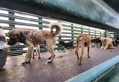 Arequipa: Rescatan a 36 perros con desnutrición y que eran maltratados en vivienda de Cerro Colorado