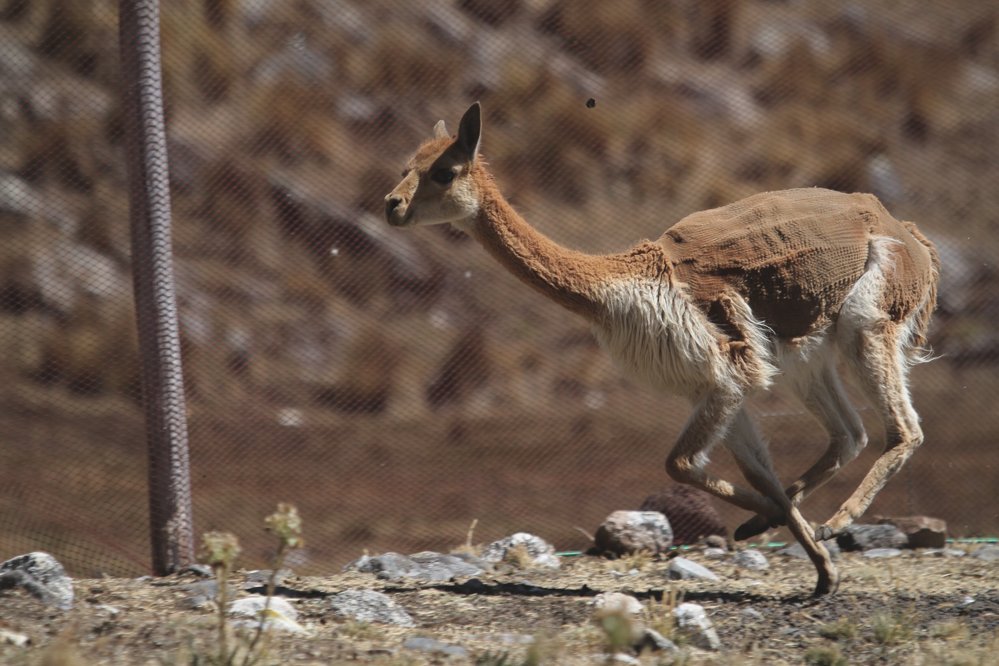 Chaccu Ecoturístico Aychana - Fotos: Adrian Zorrilla