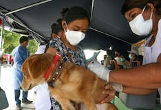 Piura: Diresa vacunará a más de 169 mil canes para prevenir la rabia en la región