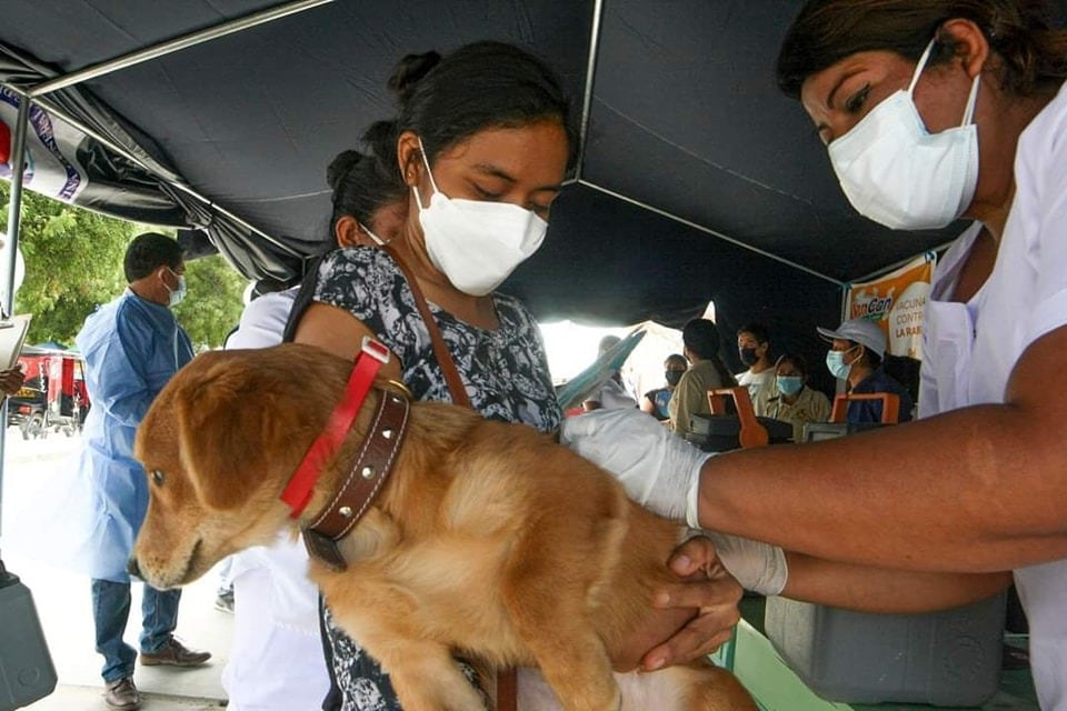 Diresa realizará vacunación canina en la región Piura