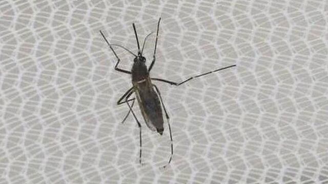 Zika: revelan cómo se encontró al insecto que transmite el virus en Arica