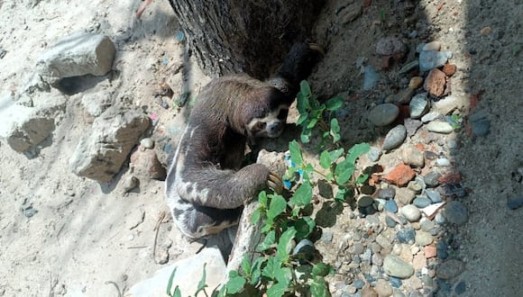 Serfor rescata a oso perezoso que deambulaba por calles del A.H. Las Dalias