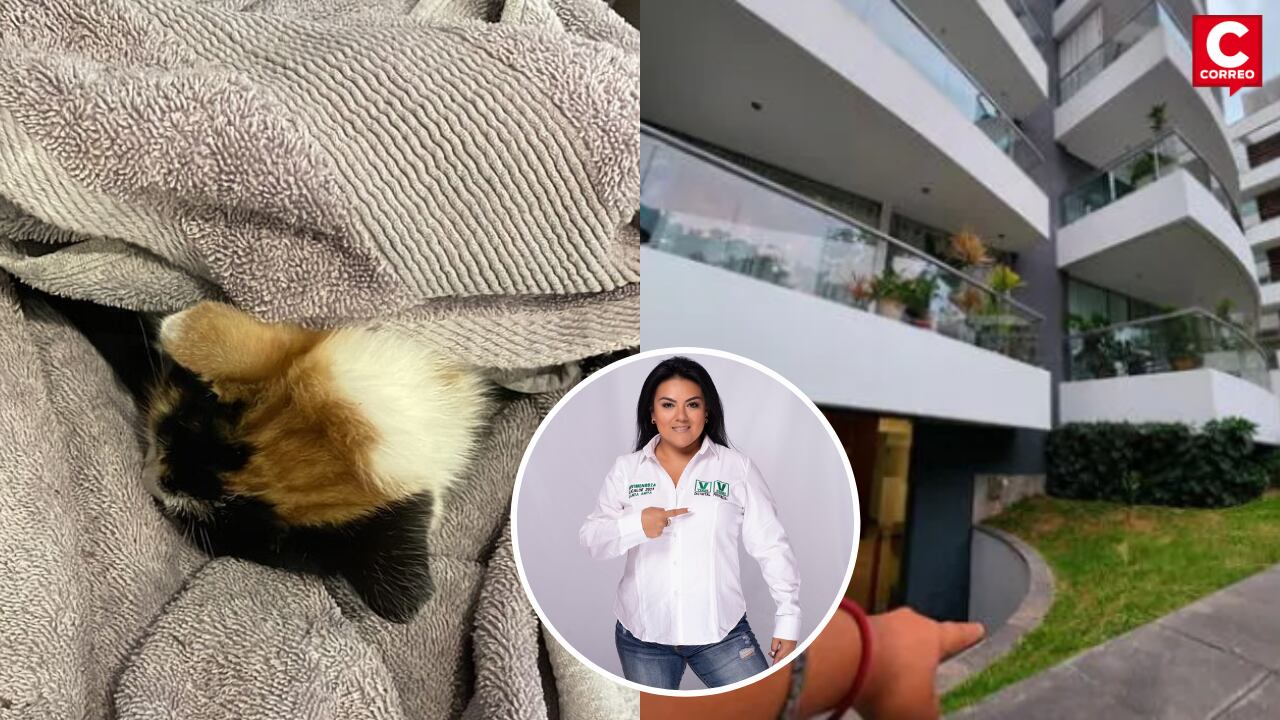 Al menos 6 gatos fueron lanzados desde edificio en Surco.