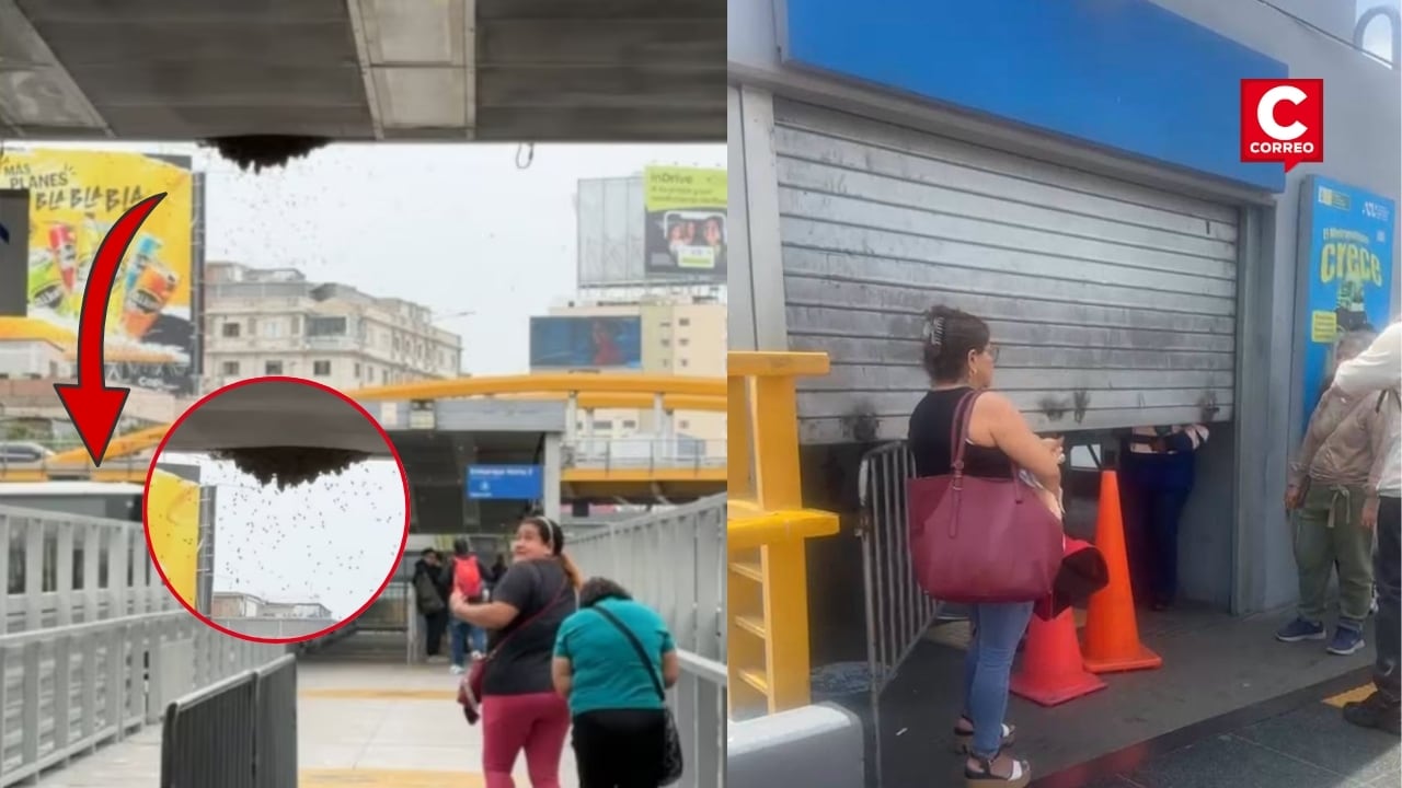 Miraflores: estación Ricardo Palma del Metropolitano fue cerrada tras hallazgo de un panal de abejas. Composición: Diario Correo.