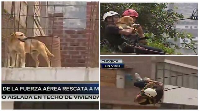​Chosica: Personal de la FAP rescata a perrito atrapado en vivienda tras desborde de río (VIDEO)