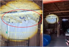 Ica: reportan presencia de una decena de murciélagos al interior de una vivienda