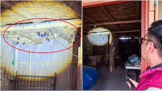 Ica: reportan presencia de una decena de murciélagos al interior de una vivienda
