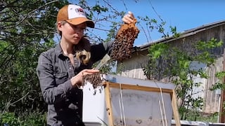 Esta mujer mueve con sus manos desnudas una colmena de abejas para salvarlas