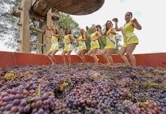 Ica: candidatas al FIVI 2026 cumplen con la tradicional pisa de uva en bodega Vista Alegre