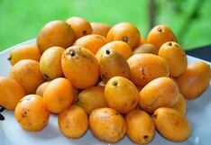 Piura: Impulsan la formalización de productores de mango ciruelo