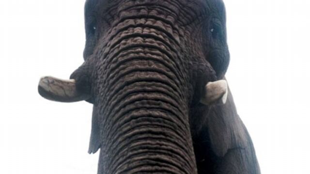 Inglaterra: Elefante se saca selfie accidentalmente