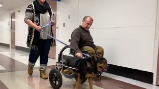 Persona con discapacidad adopta a perrito que era rechazado por usar silla de ruedas (VIDEO y FOTOS)