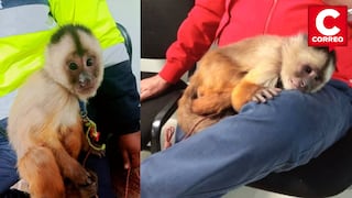 Ayacucho: Serenos rescatan a mono hallado en calles de San Juan Bautista