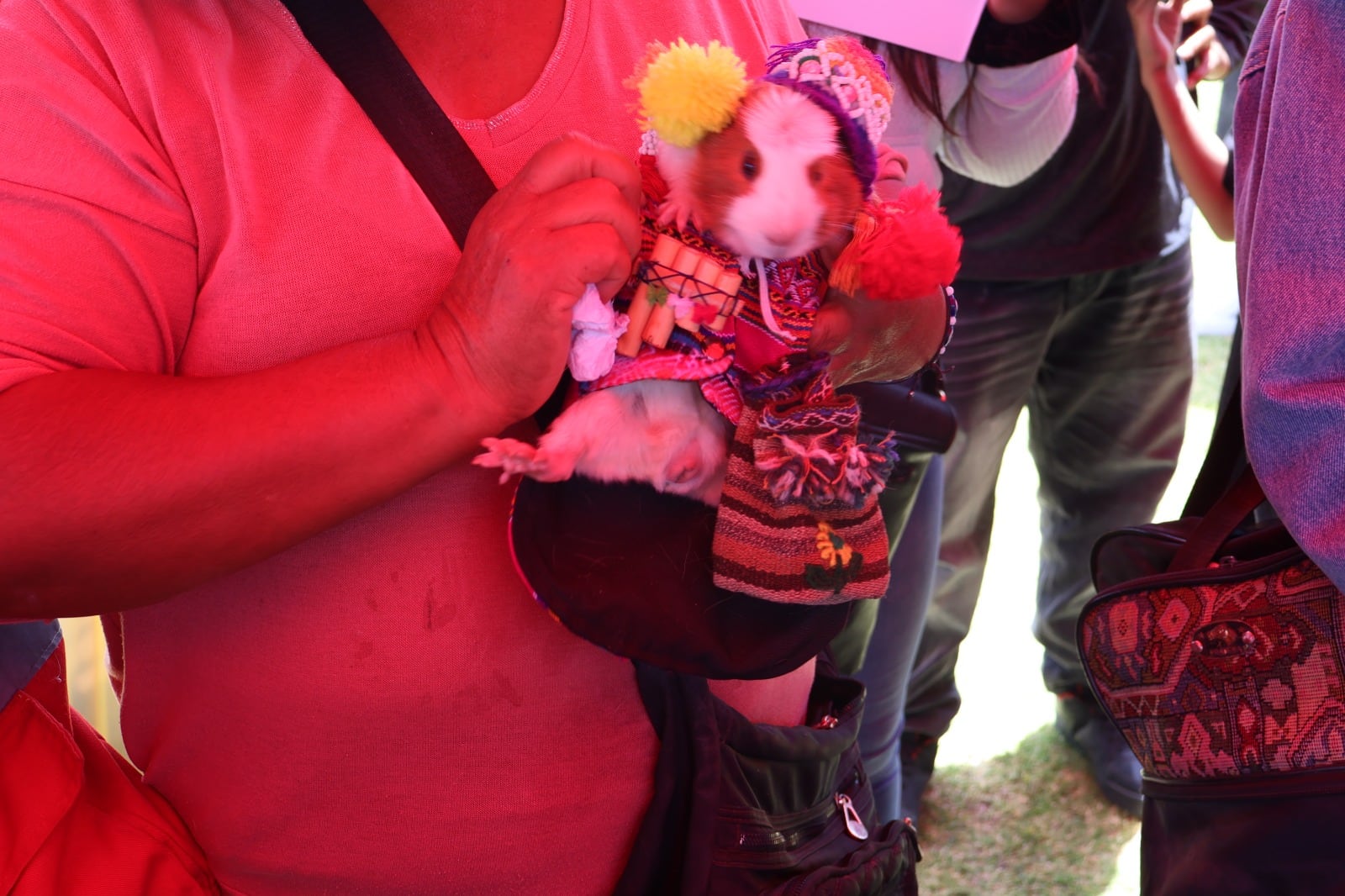 Primer Concurso de Cuy Fashion 2025 en Quequeña, Arequipa. Foto: Municipalidad de Quequeña.