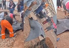 Pisco: mantarraya gigante aparece en Paracas y vuelve a poner la mirada sobre los cambios del mar