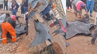 Pisco: mantarraya gigante aparece en Paracas y vuelve a poner la mirada sobre los cambios del mar