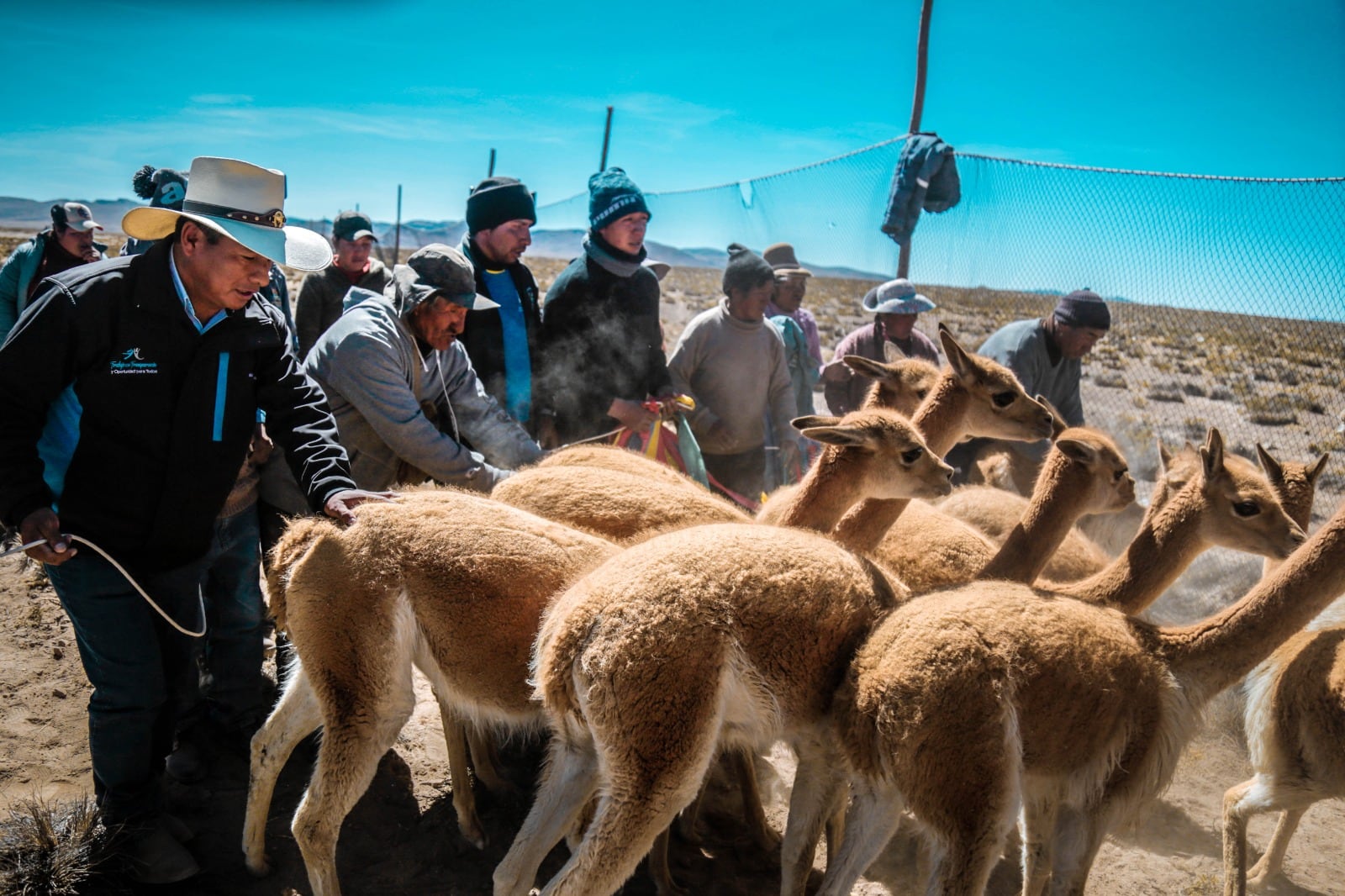 Realizar arreo a los animales que están pastando en la zona de Vincocaya. (Foto: Difusión)