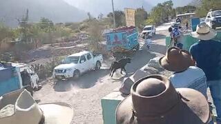 Muere mujer de 92 años corneada por un toro en Arequipa en el festejo de la Virgen del Rosario