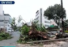 Caída de árbol en Miraflores deja dos heridos y provoca cierre de cruce vial