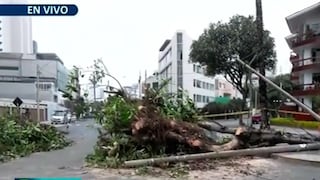 Caída de árbol en Miraflores deja dos heridos y provoca cierre de cruce vial