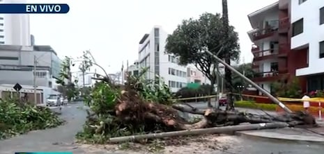 Caída de árbol en Miraflores deja dos heridos y provoca cierre de cruce vial