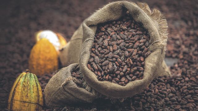 Cacao orgánico peruano está en descenso