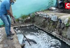Envenenamiento masivo en piscigranja de Andahuaylas deja más de 5 mil truchas muertas