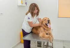 Verano y mascotas: Conoce las terapias integrativas que evitarán que se estrese en esta temporada