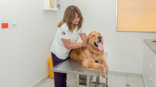 Verano y mascotas: Conoce las terapias integrativas que evitarán que se estrese en esta temporada