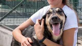 Día Mundial del Perro Adoptado: cinco beneficios que transforman vidas