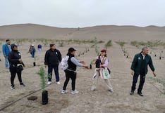 Nasca: impulsan jornada de siembra de 2,000 huarangos en la Gran Cruzada Verde Regional