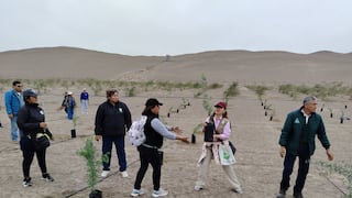 Nasca: impulsan jornada de siembra de 2,000 huarangos en la Gran Cruzada Verde Regional