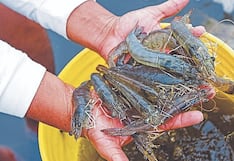 Semana Santa: Kilo de camarón se vende hasta 120 soles en Arequipa