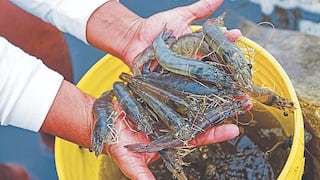 Semana Santa: Kilo de camarón se vende hasta 120 soles en Arequipa