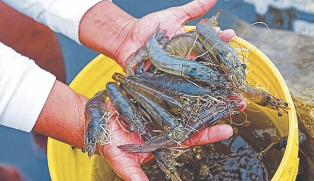 Kilo de camarón en Arequipa por Semana Santa. Foto: Archivo GEC.