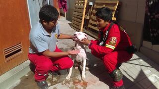 Moquegua: Bomberos salvan a can que cayó a canal de Pasto Grande