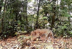 Pasco: Reconocen nueva Área de Conservación Privada “Llollo” en Oxapampa