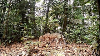 Pasco: Reconocen nueva Área de Conservación Privada “Llollo” en Oxapampa