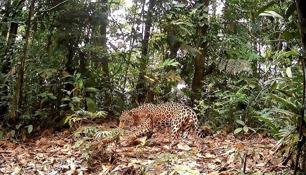 Fauna silvestre en las áreas de conservación Llollo y Posho'll Potsom. Foto: Captura de video/CEARE Perú.